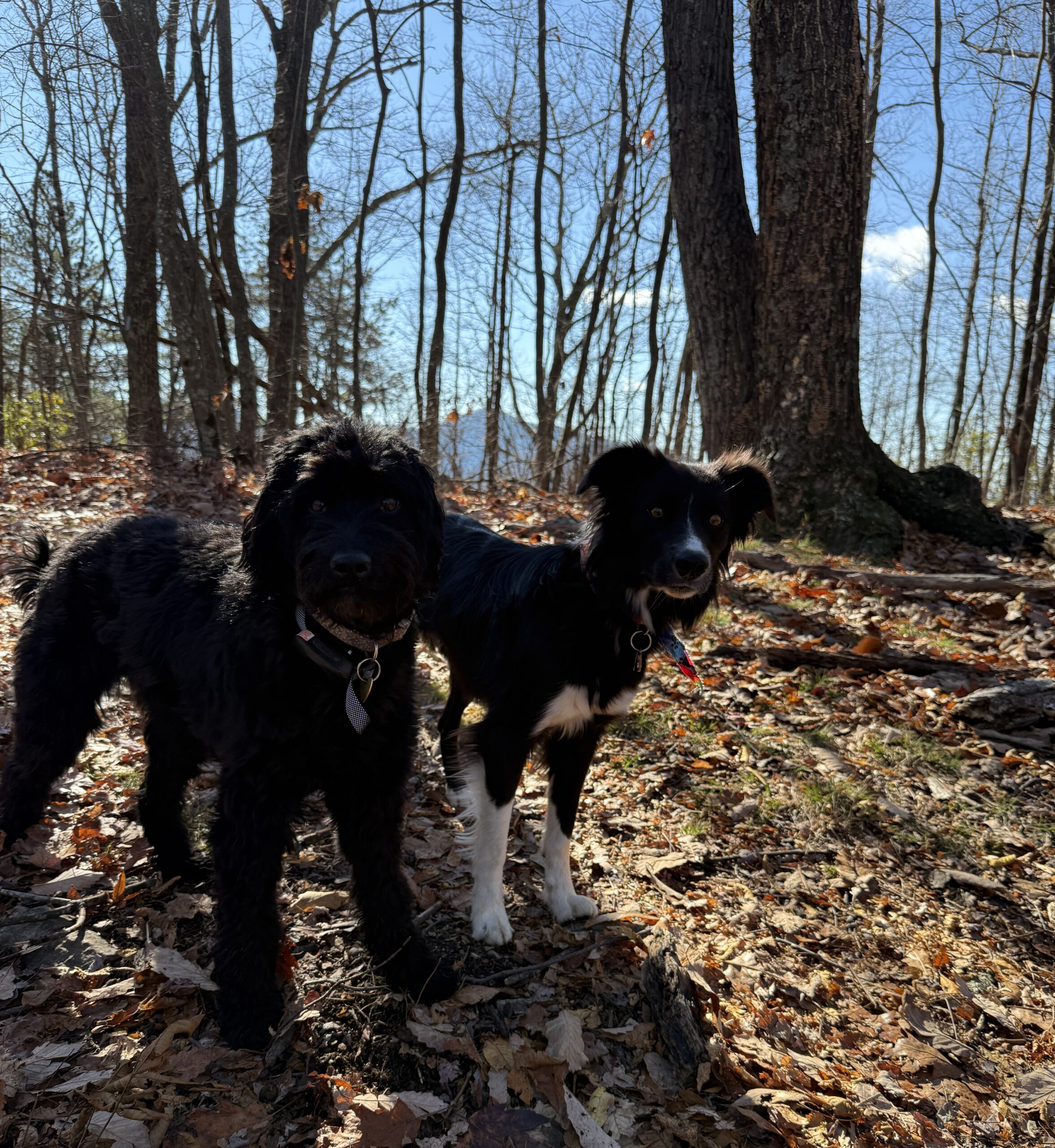 Roo and Mae on a trail in the woods.