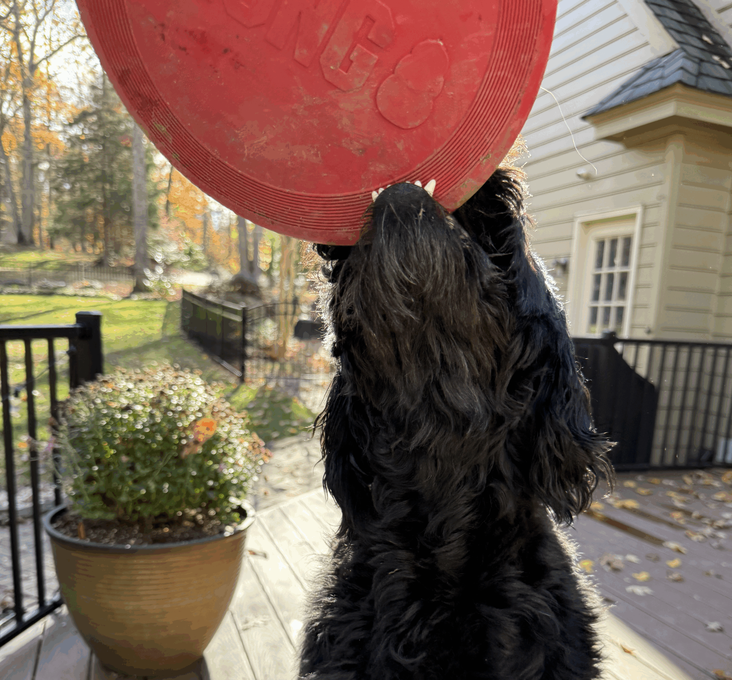 Roo playing tug of war with the frisbee.