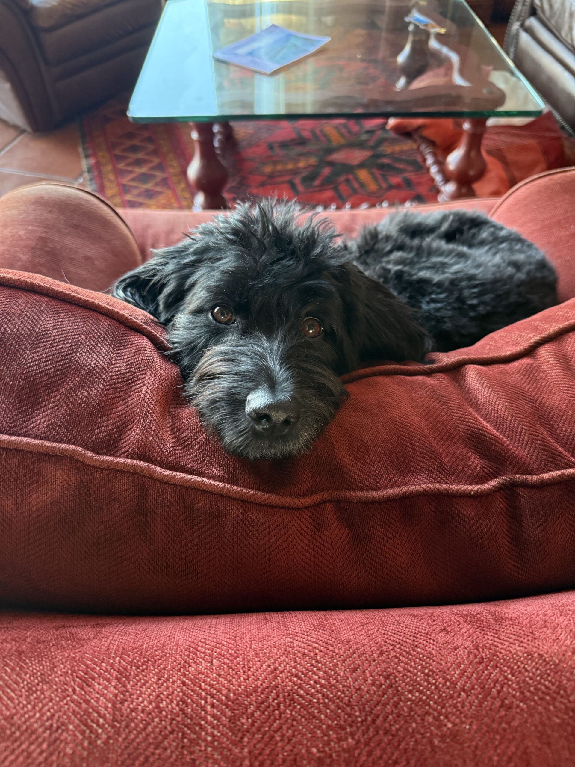Roo cozied up on a big comfy red chair.