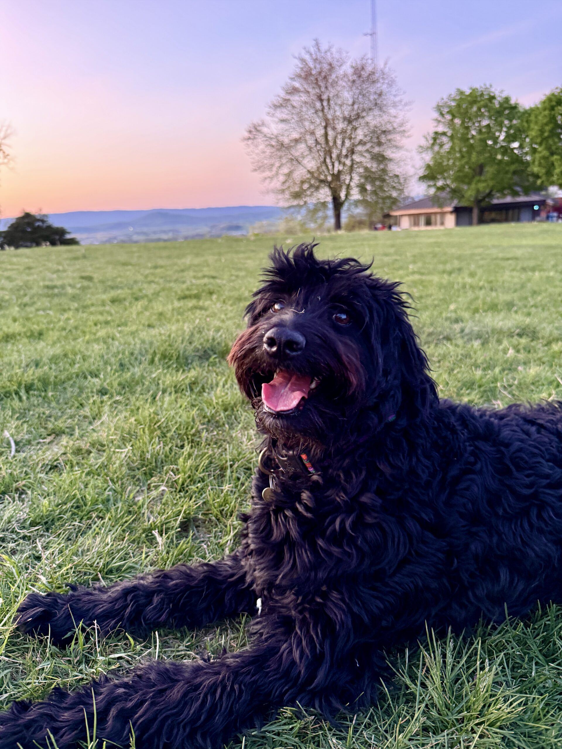 Roo smiling in grass.