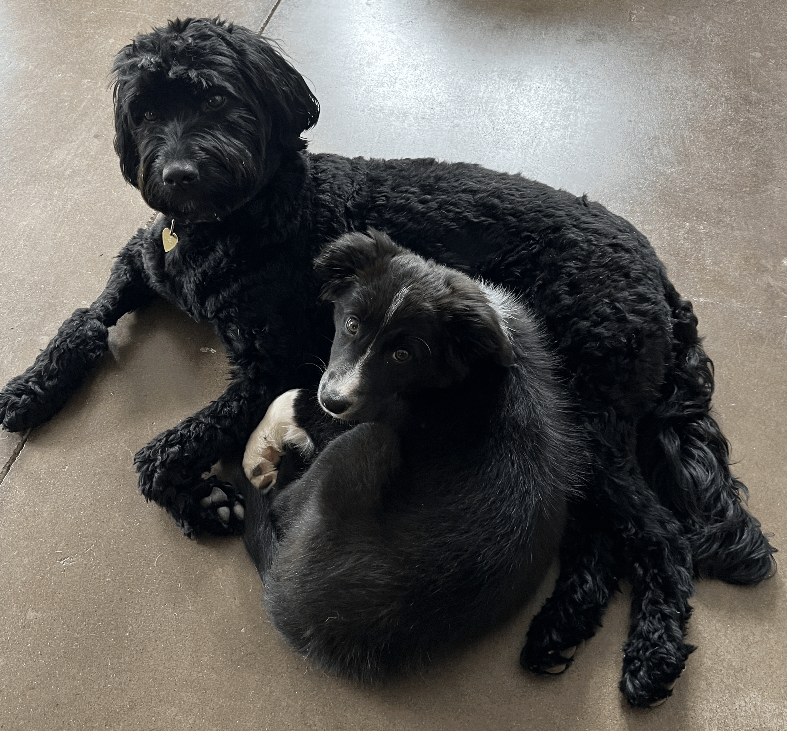 Baby Mae the border collie curled up with Roo.
