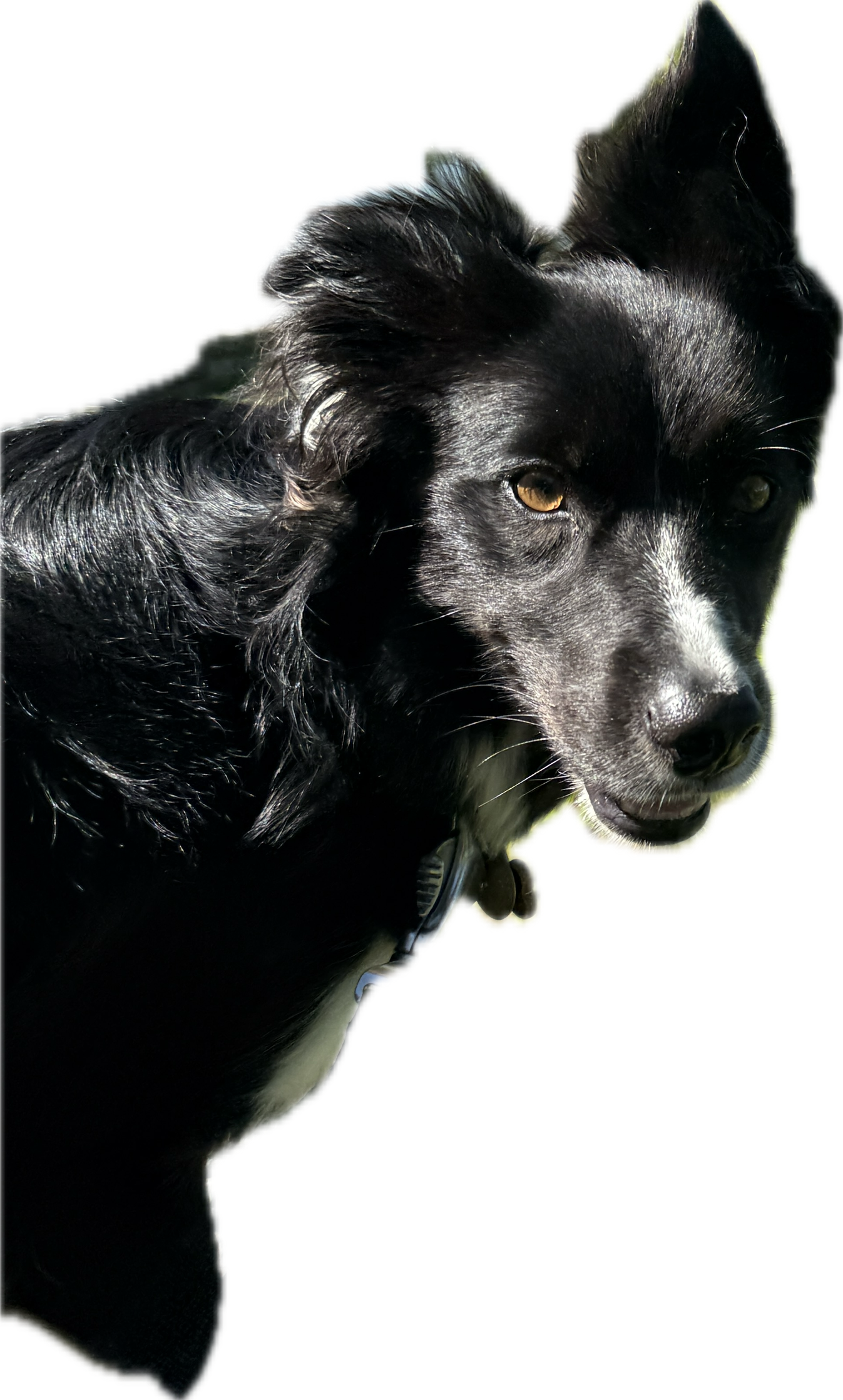Mae the border collie looking at the camera.